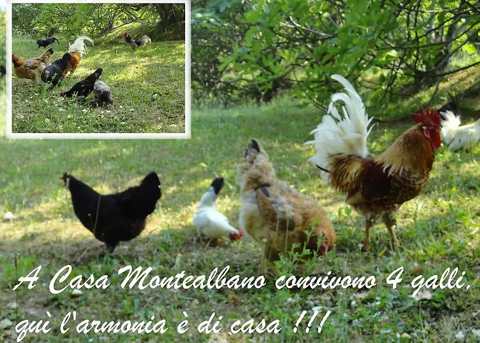 Casa Monte Albano فندق مبيت وإفطار تشيزينا