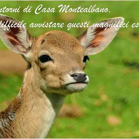 Bed & Breakfast Casa Monte Albano Experience