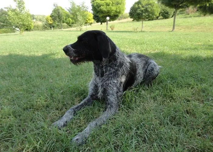 فندق مبيت وإفطار Casa Monte Albano تشيزينا