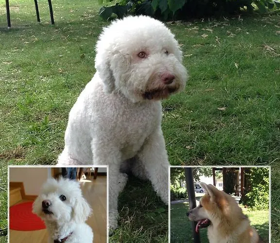 Casa Monte Albano Experience 3* Cesena