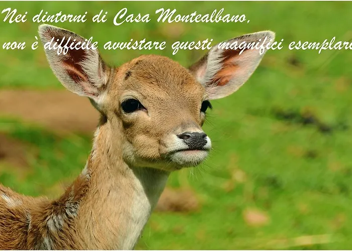 فندق مبيت وإفطار Casa Monte Albano